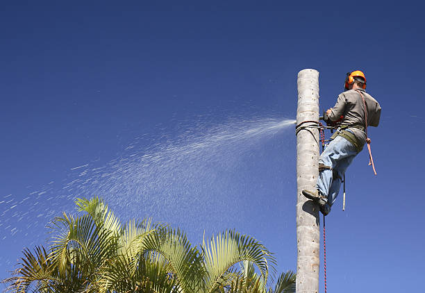 Best Emergency Tree Removal  in Warrenton, VA